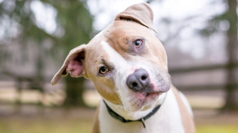 The Fascinating Evolutionary Reason Dogs Tilt Their Heads When We Speak to Them