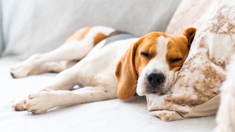 From Napping All Day to Full-Speed Zoomies — Vets Reveal the Surprisingly Simple Shifts That Wake Dogs Up