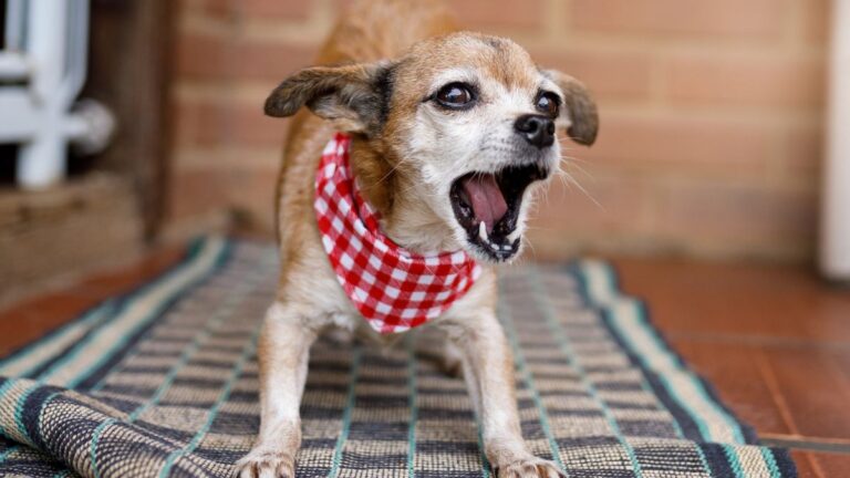 Why Mixed Breed Dogs May Be Quietly Winning the Longevity Game