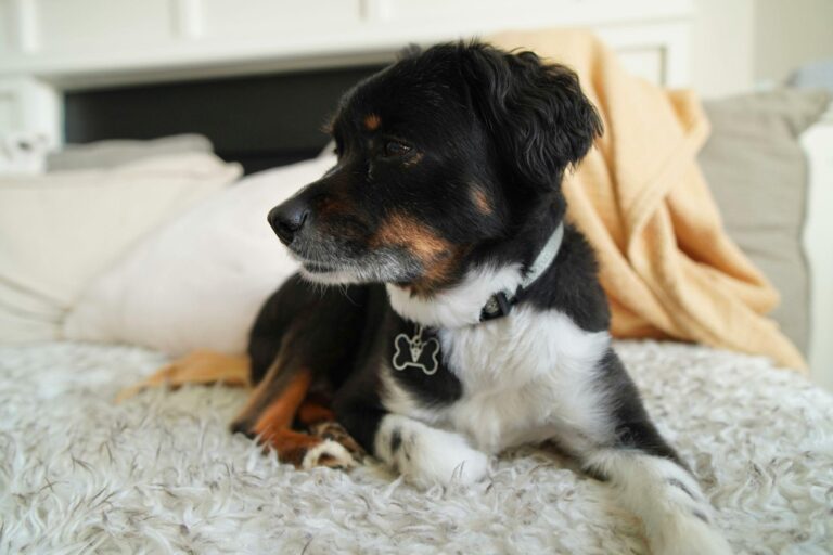 Everyday Household Products That Dog Owners Should Keep Out of Reach